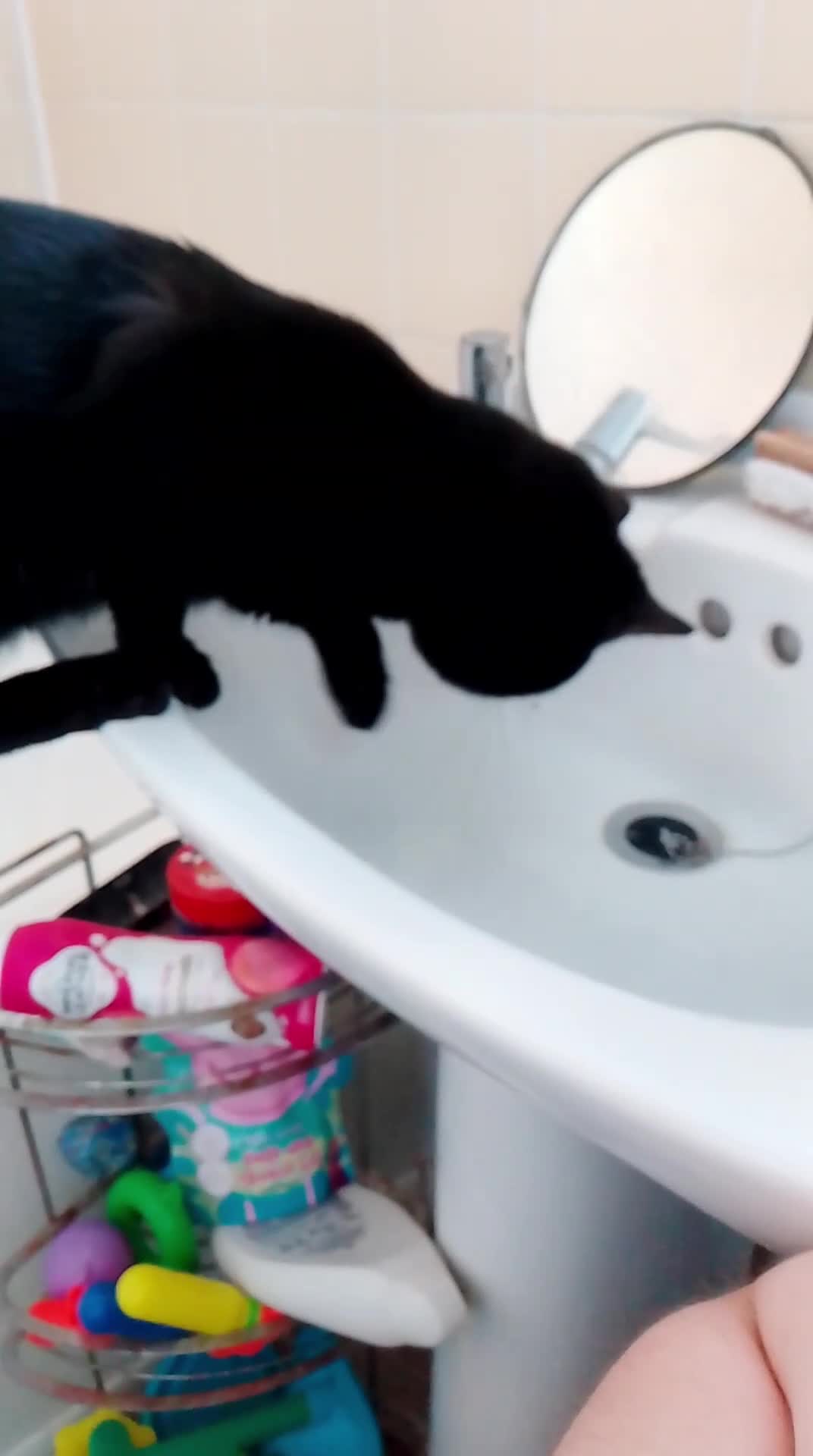 Mixed Breed cats for sale: Looking for new home - Video 1