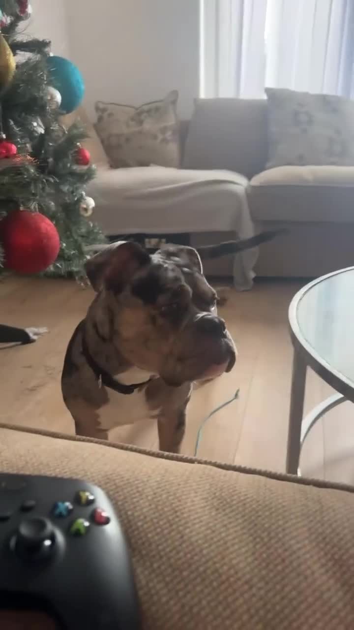 Olde English Bulldogge dogs for sale: Olde English Bulldogge for sale - Video 1