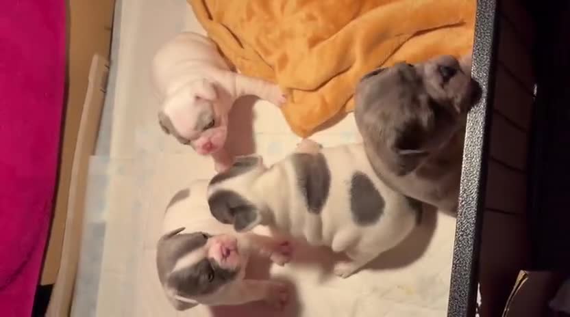 French Bulldog dogs for sale: Beautiful French bulldog pups - Video 1