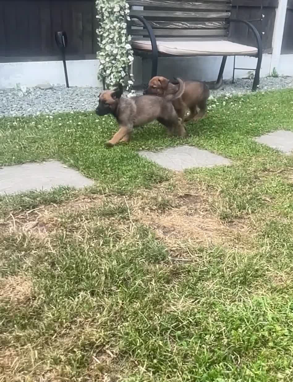 German Shepherd dogs for sale: *ONLY 1 LEFT* German Shepard puppy final reduction - Video 1