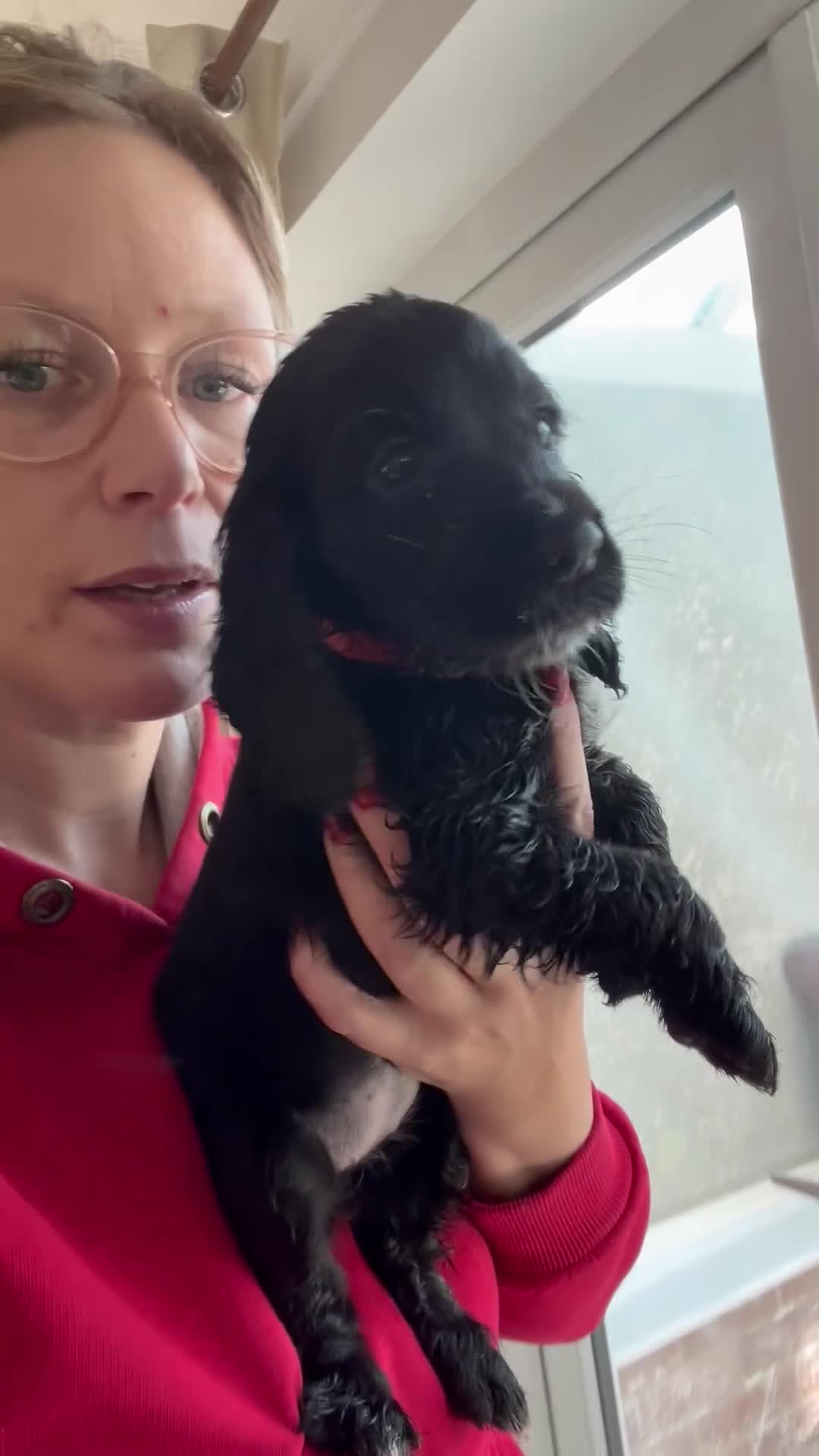 Cocker Spaniel dogs for sale:  4 Beautiful Cocker Spaniel Girls 🐶 - Video 4