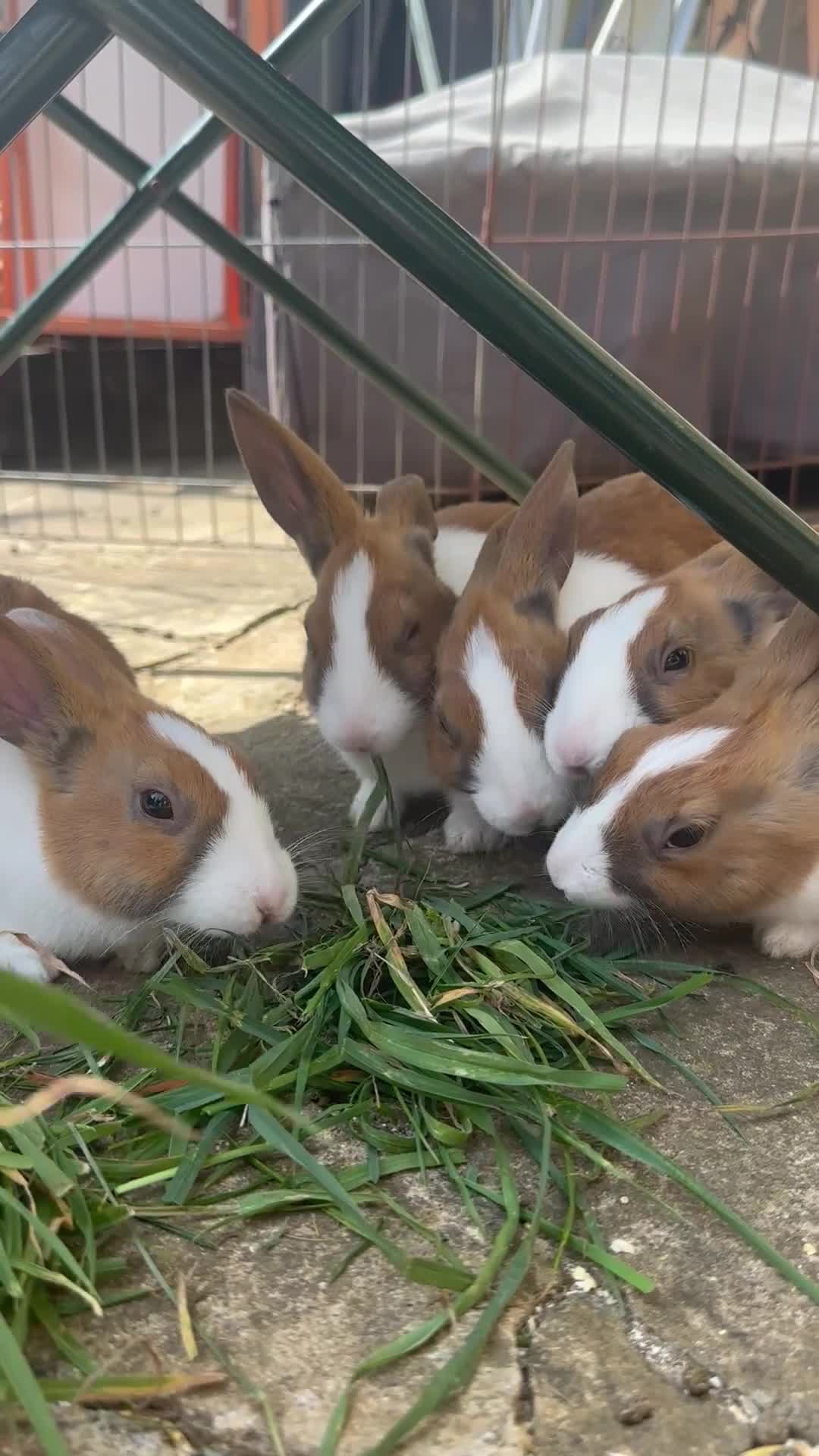 Rex rabbits for sale: Baby Dutch bunnies 10 weeks  - Video 1