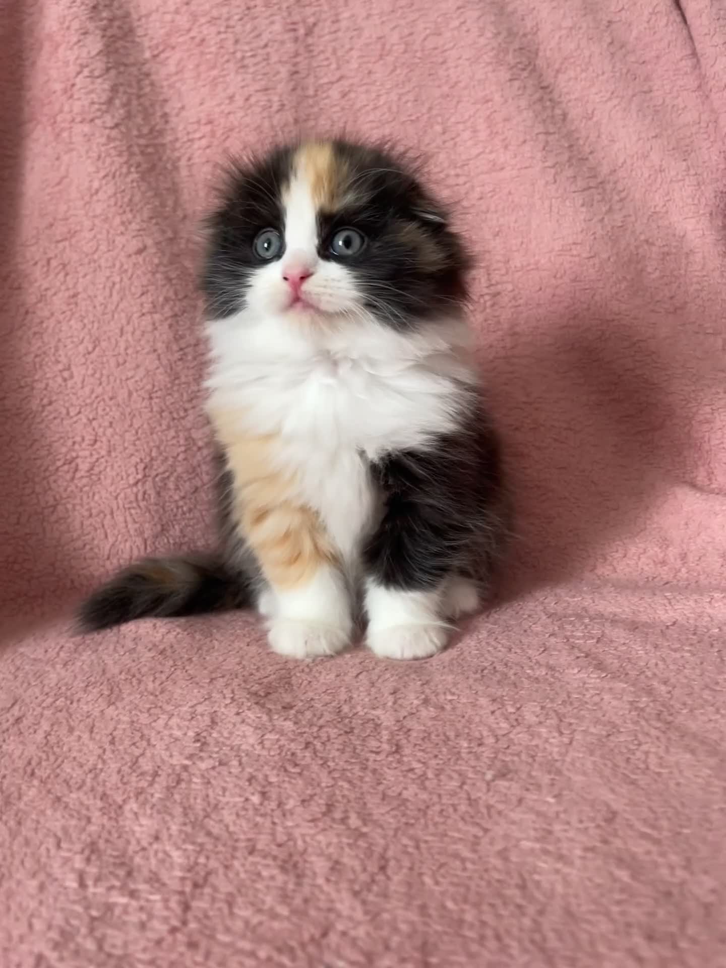 Ragdoll cats for sale: Beautiful Scottish fold mix Ragdoll Kittens - Video 3