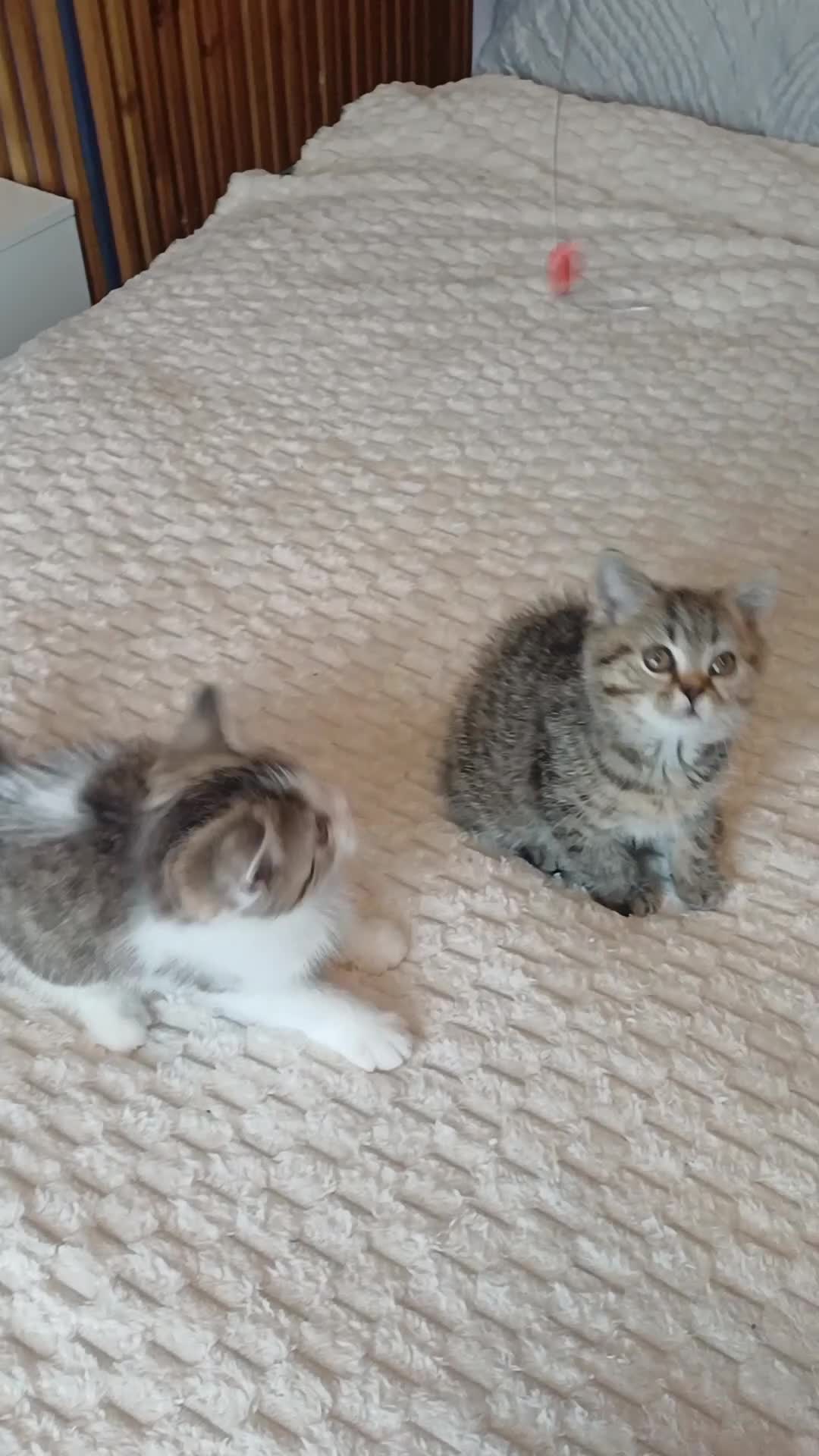 British Shorthair cats for sale: Adorable Brittish Shorthair kittens🐱 - Video 1