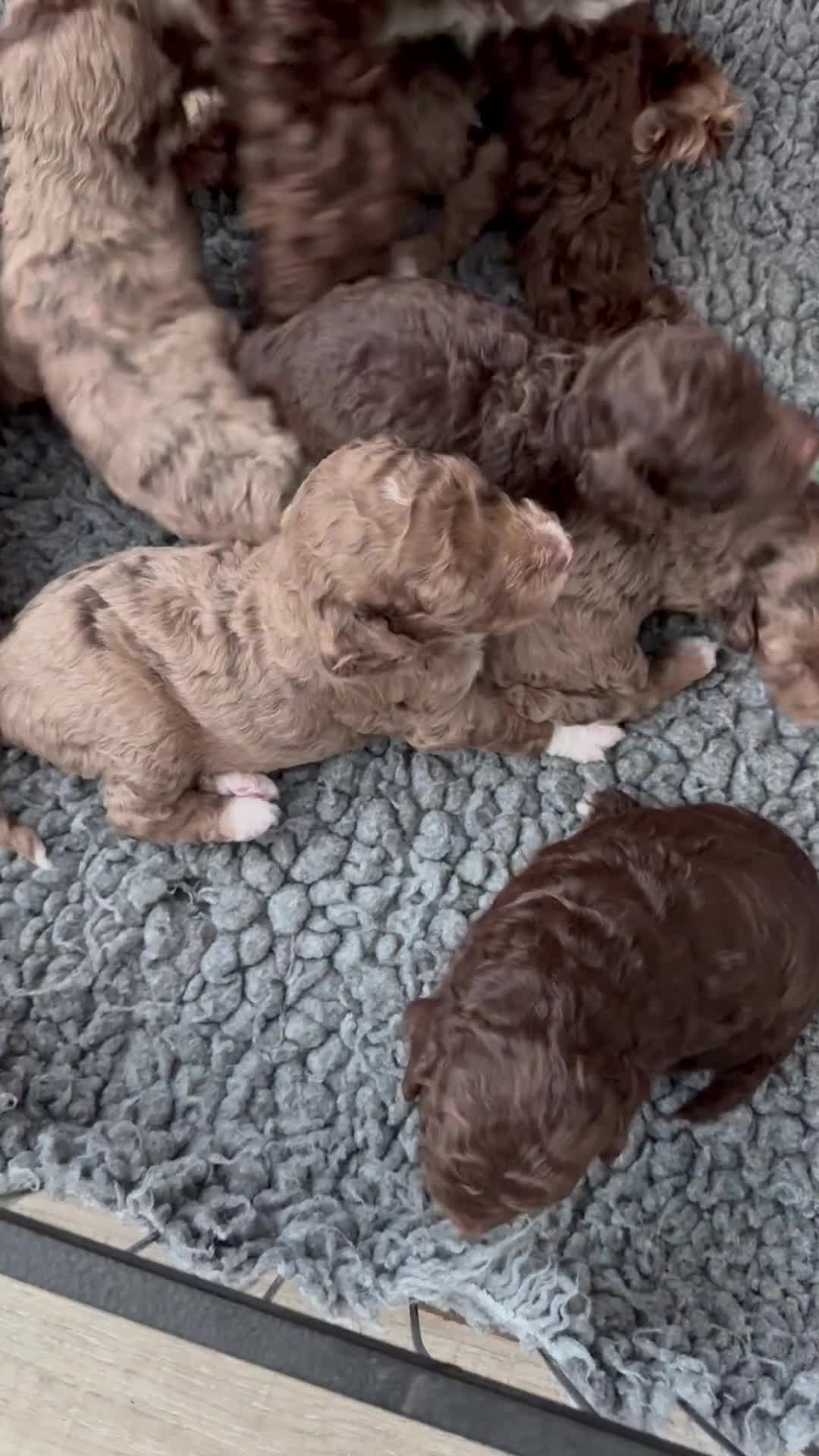 Cockapoo dogs for sale: beautiful merle cockapoo pups, ready 19th August - Video 2
