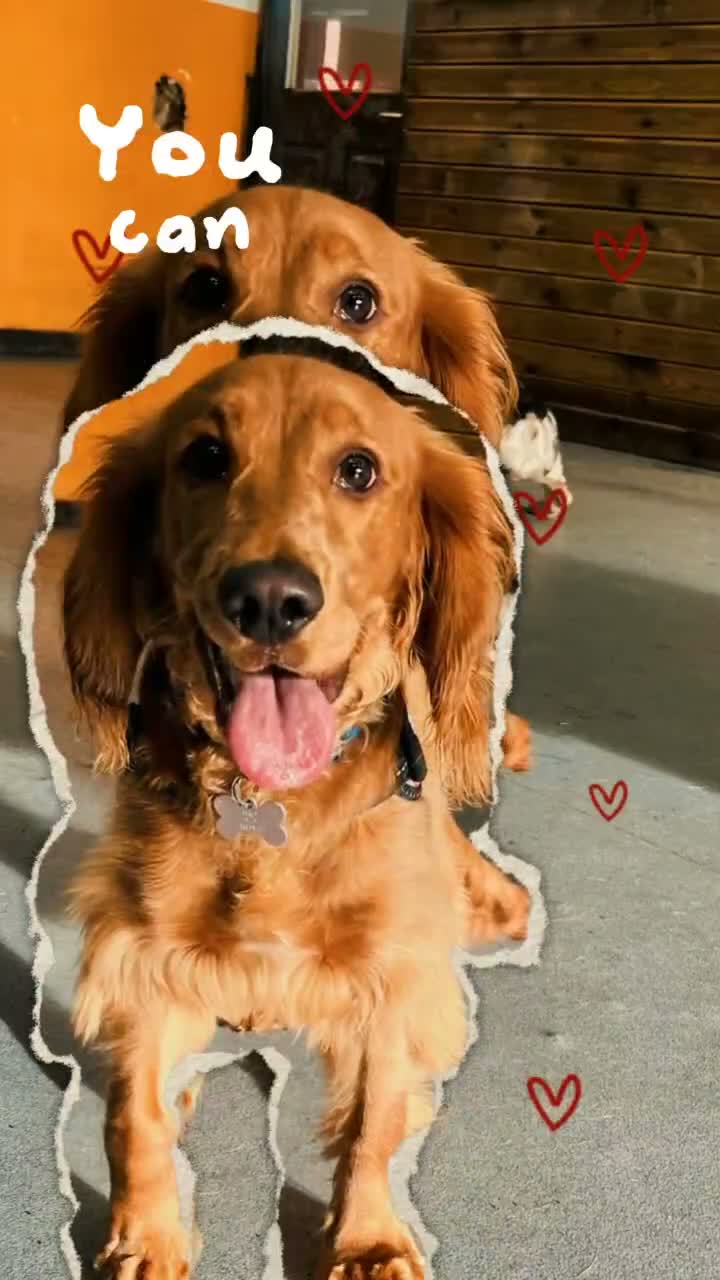 Cocker Spaniel dogs for stud: Cocker Spaniel stud - Video 2