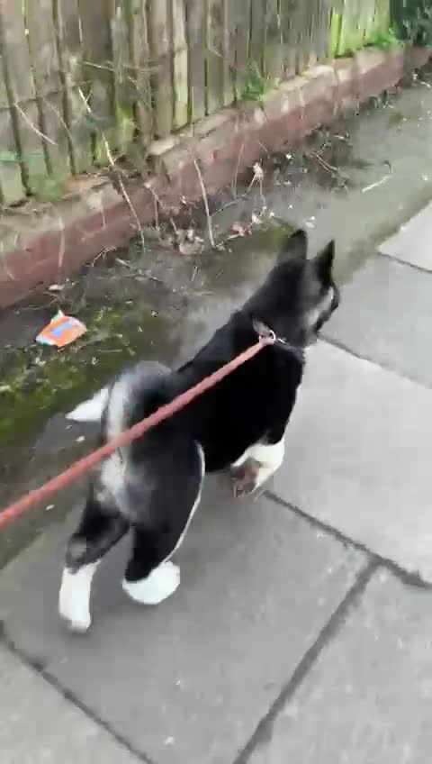 Akita dogs for sale: OUTSTANDING KC REGISTERED MALE AKITA PUP   - Video 2