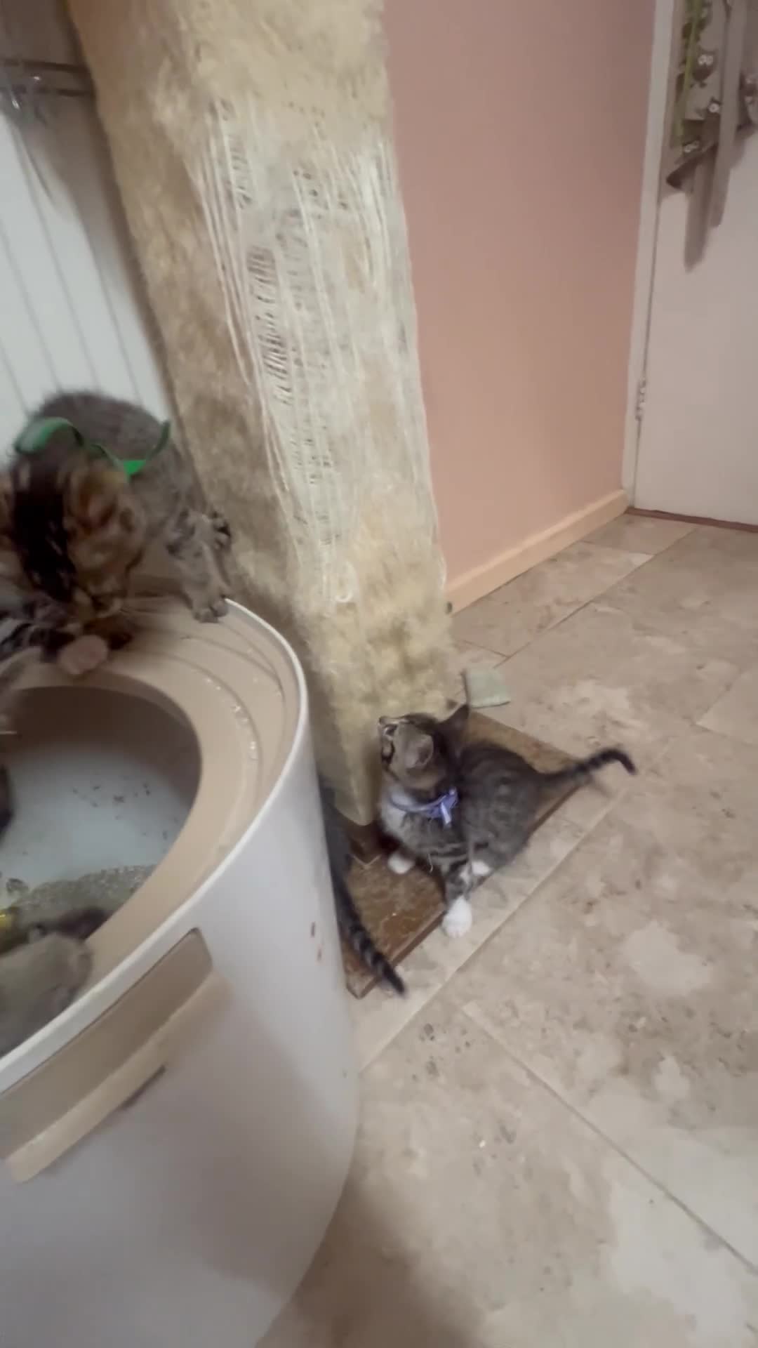 Bengal cats for sale: Lovely kittens dad Bengal mum Ragdoll - Video 1