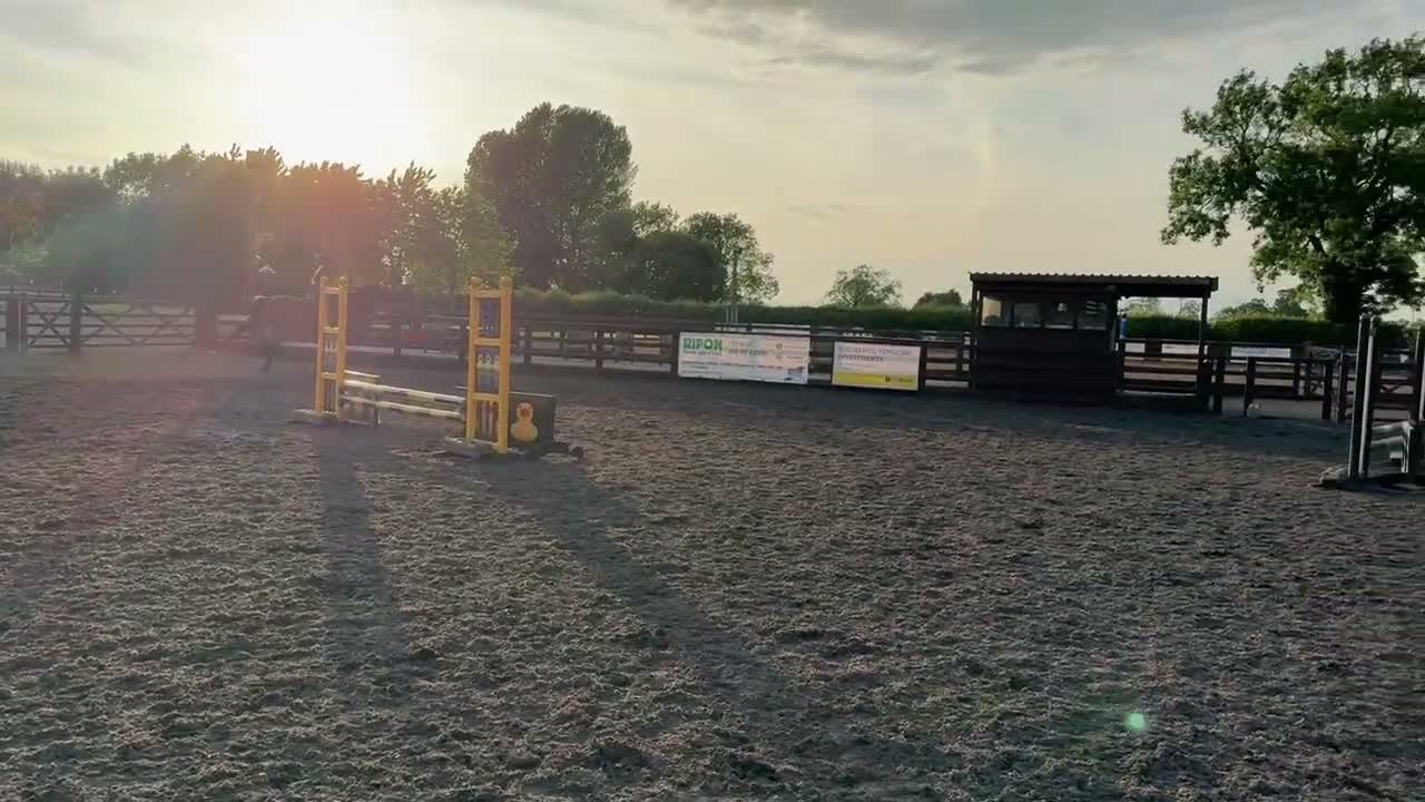 Irish Thoroughbred horses for sale: Gelding TB 16hh  in Newton Aycliffe - Video 2