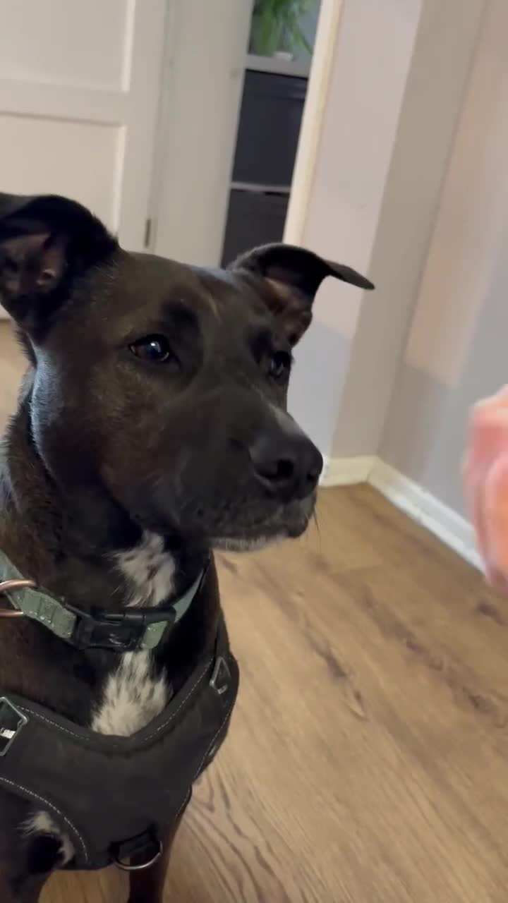 Mixed Breed dogs for adoption: Sweet Jodie Looking for LOVE  - Video 1