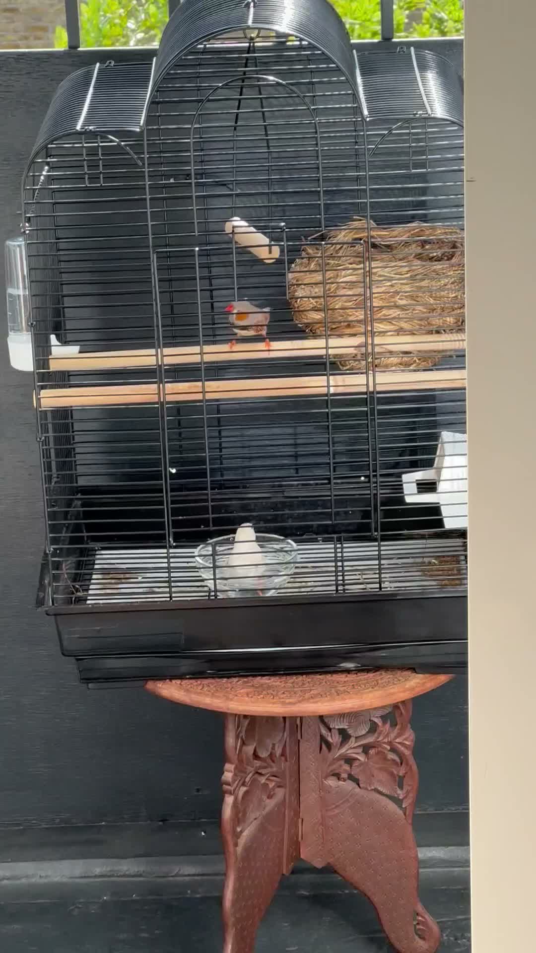 Finches birds for sale: Couple finches  in London - Video 1
