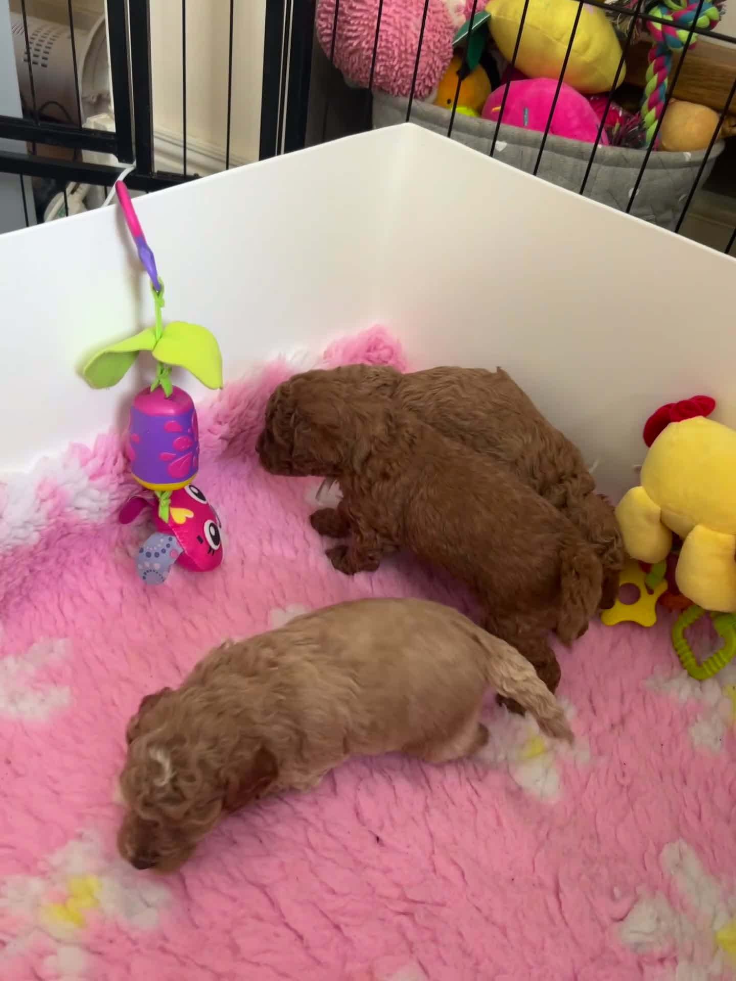 Cockapoo dogs for sale: 🐶 Adorable Cockapoos 🥰 in Kettering - Video 1