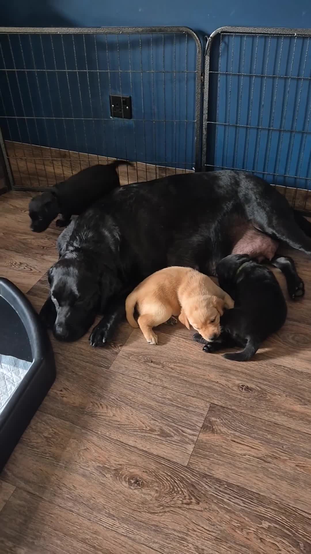 Labrador Retriever dogs for sale: Pure Labrador Retriever/ KC registered  - Video 1