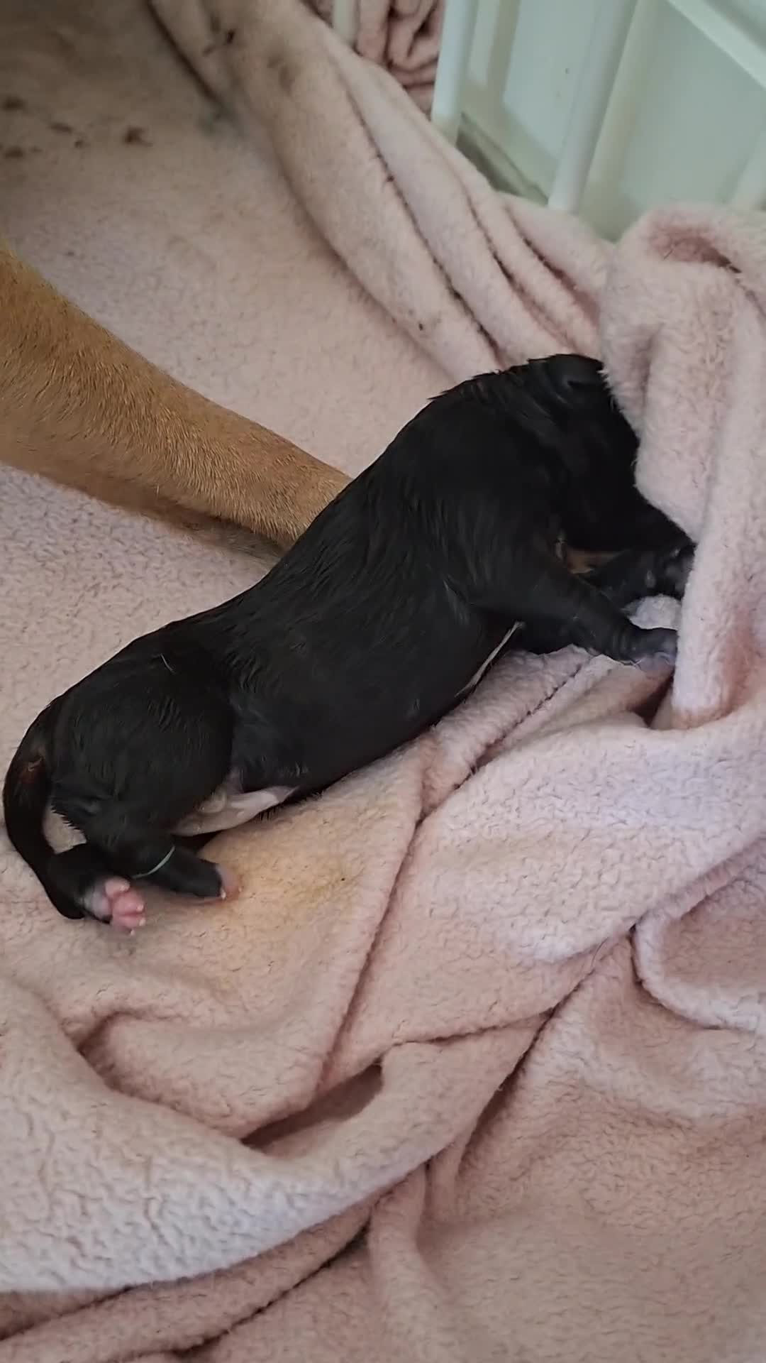 Staffordshire Bull Terrier dogs for sale: Staffy pups ready 26th august 2 brindle 3 blue - Video 1