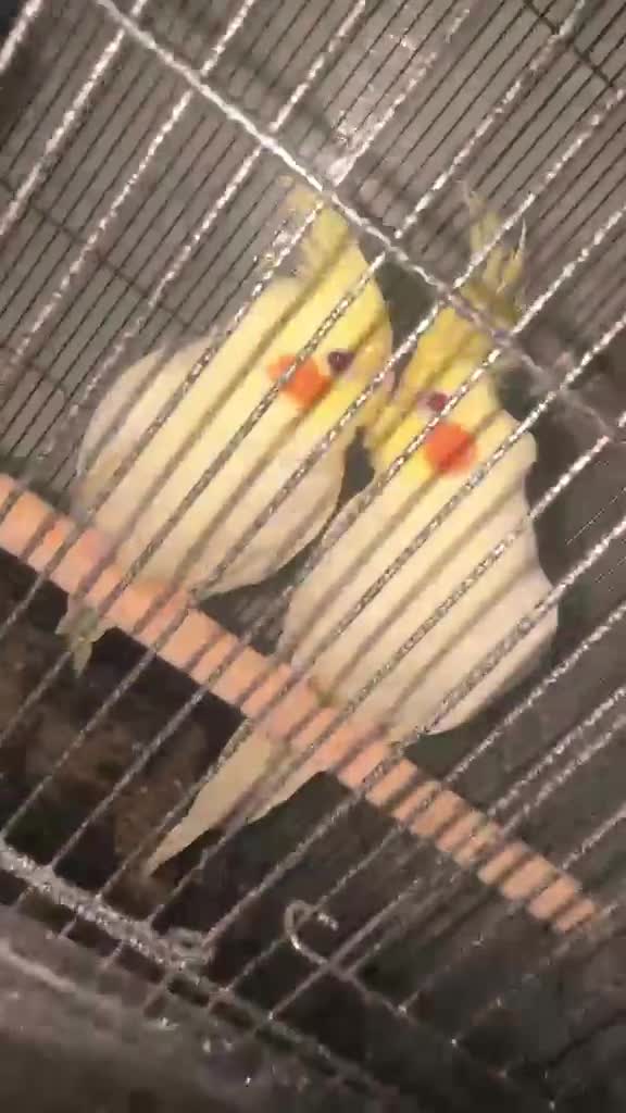 Cockatiels birds for sale: Cockatiels  - Video 1