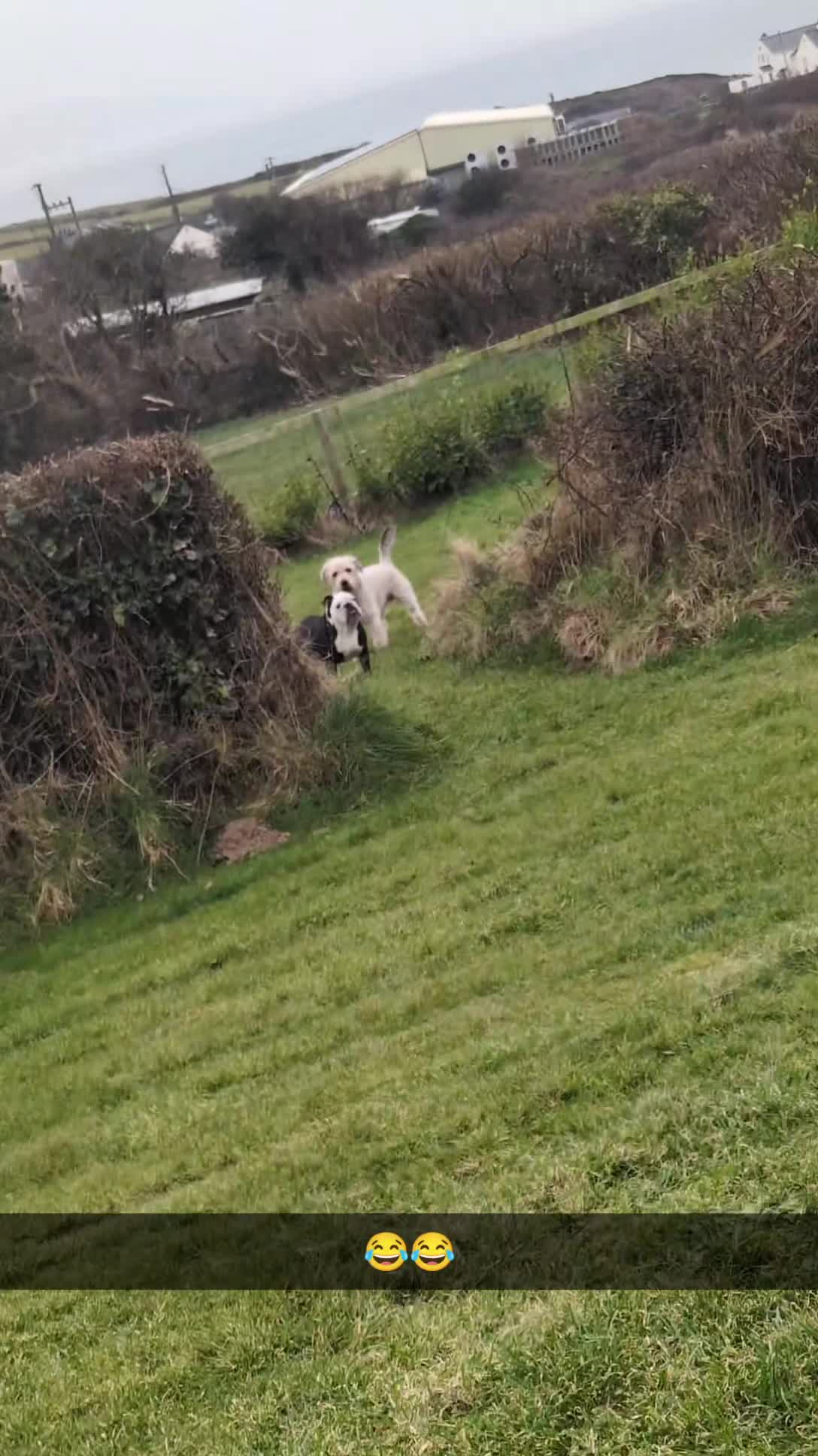 Mixed Breed dogs for sale: 2 Beautiful girl puppies  - Video 4