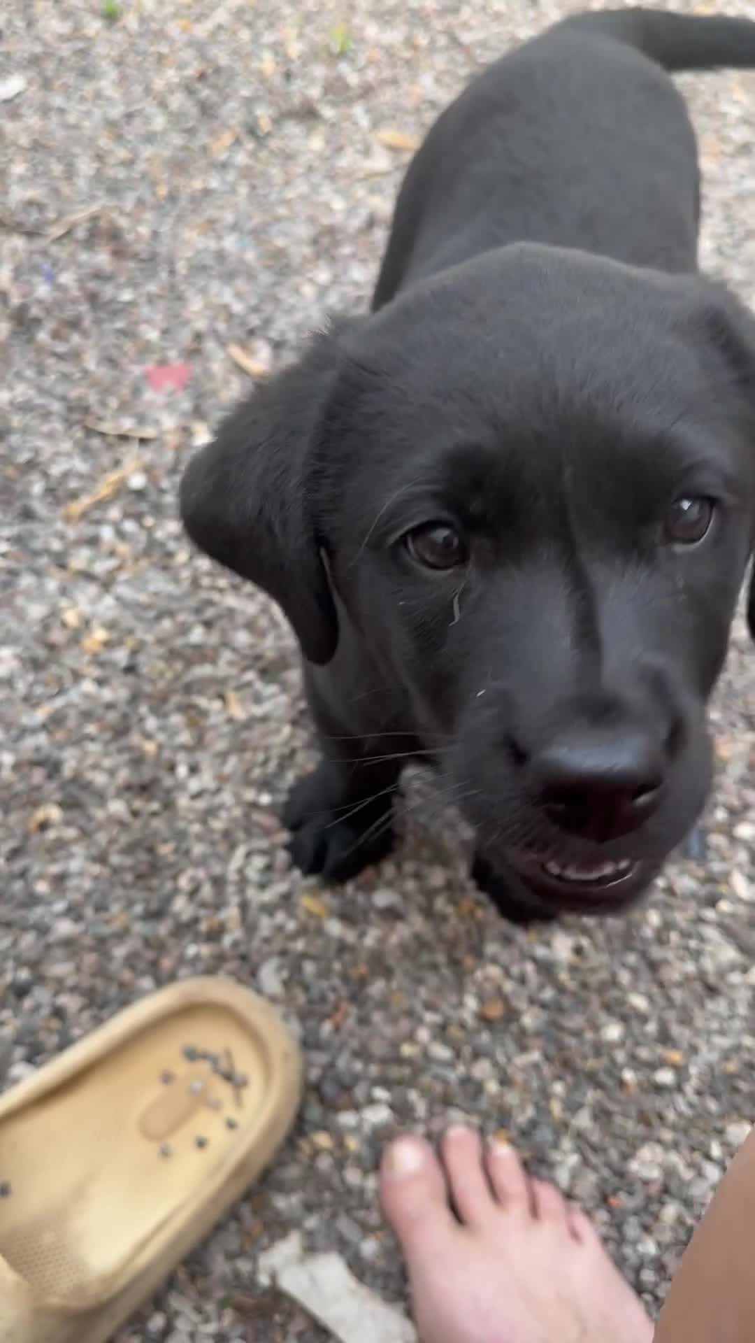 Labrador Retriever dogs for sale: Chunky black little man ready now  - Video 2