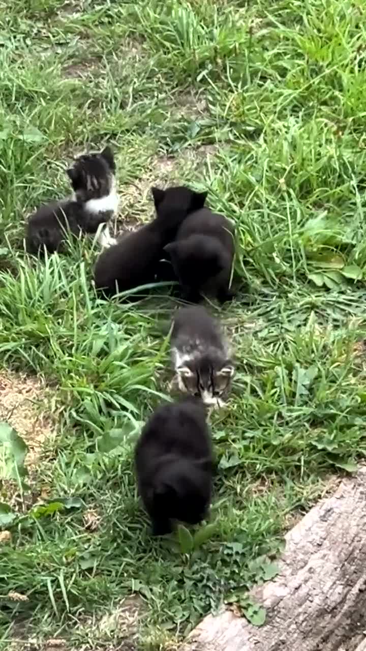 British Shorthair cats for sale: Mother british shorthair  - Video 1