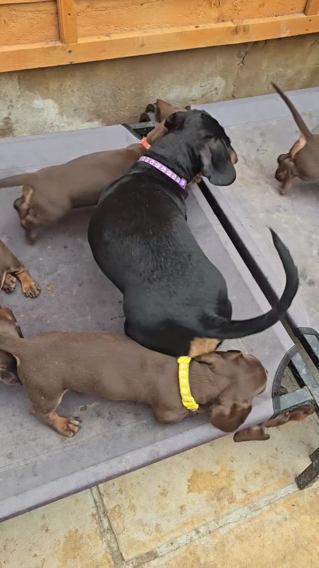 Miniature Dachshund dogs for sale: Miniature Dachshund Puppy - Video 2
