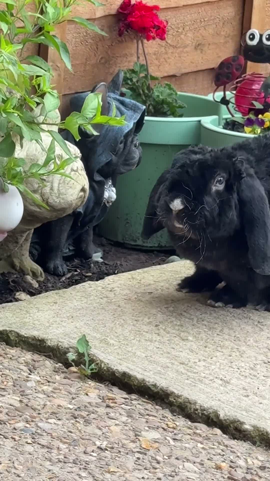 Mini Lop rabbits for sale: Male rabbit in Blakeney - Video 1