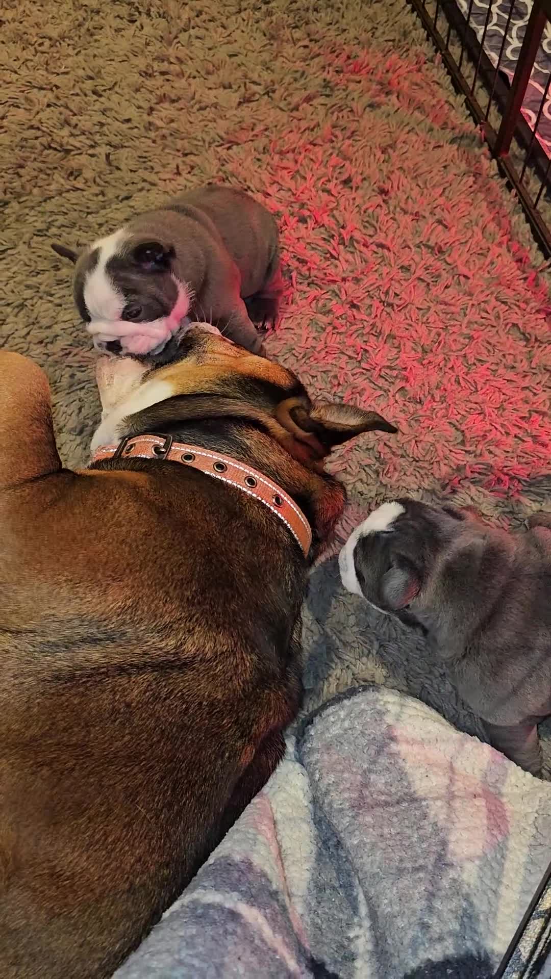 English Bulldog dogs for sale: Winnies babies - Video 2