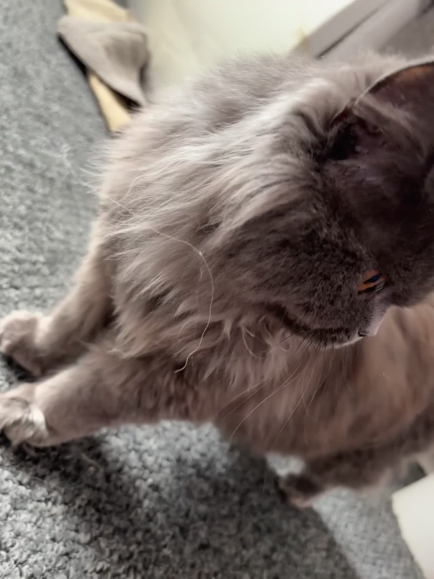 Persian cats for sale: Persian cross British long hair female  - Video 1