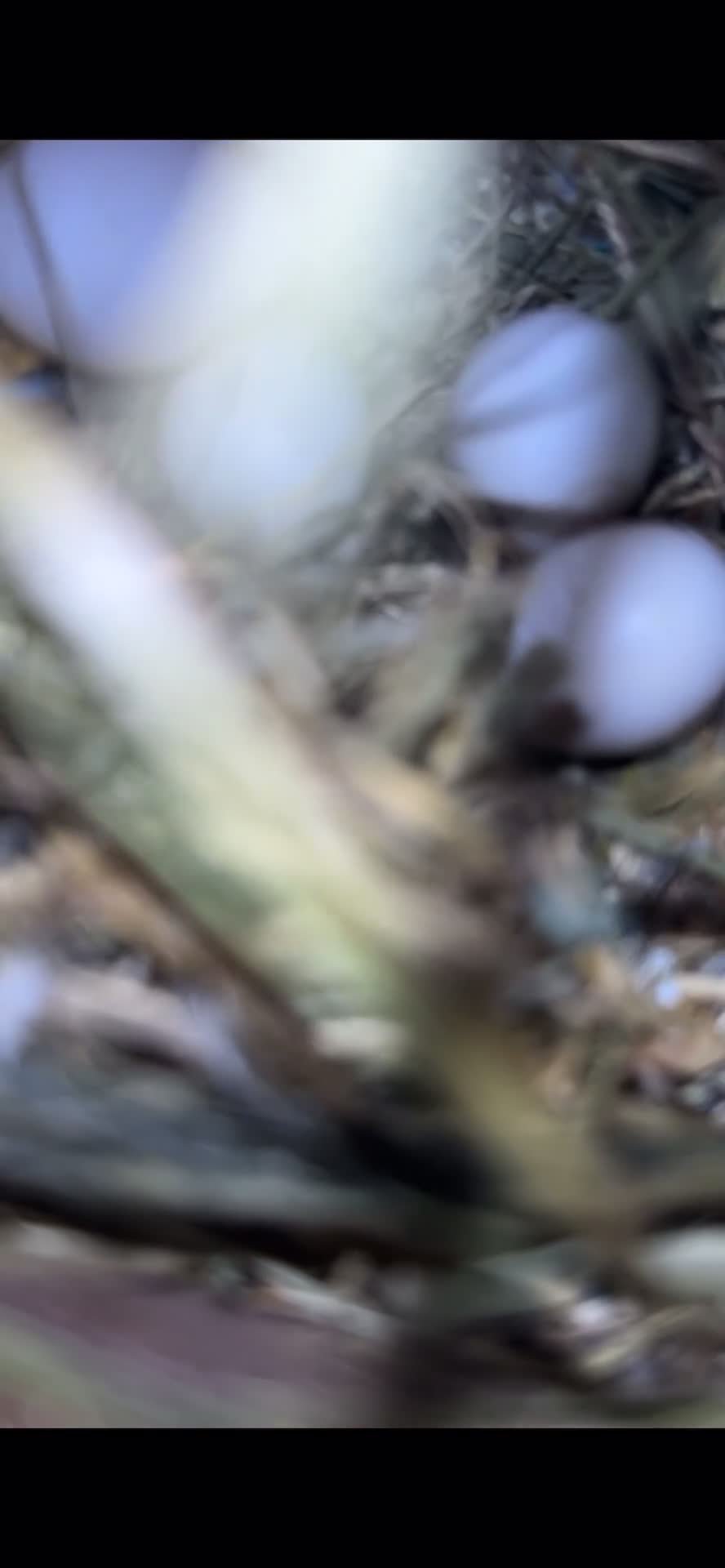 Lovebirds birds for sale: proven breeding pairs opaline tamed lovebirds  - Video 1