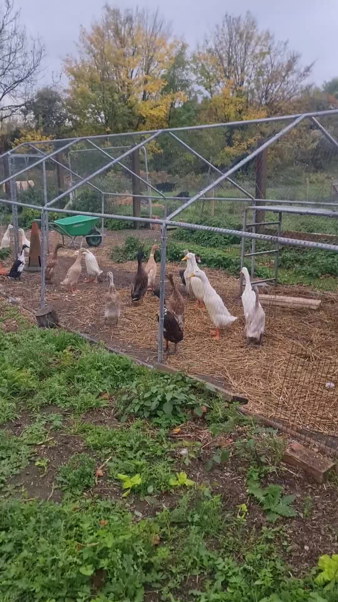 Ducks poultry for sale: 1 drake and 3 hens (2 groups available) - Video 1