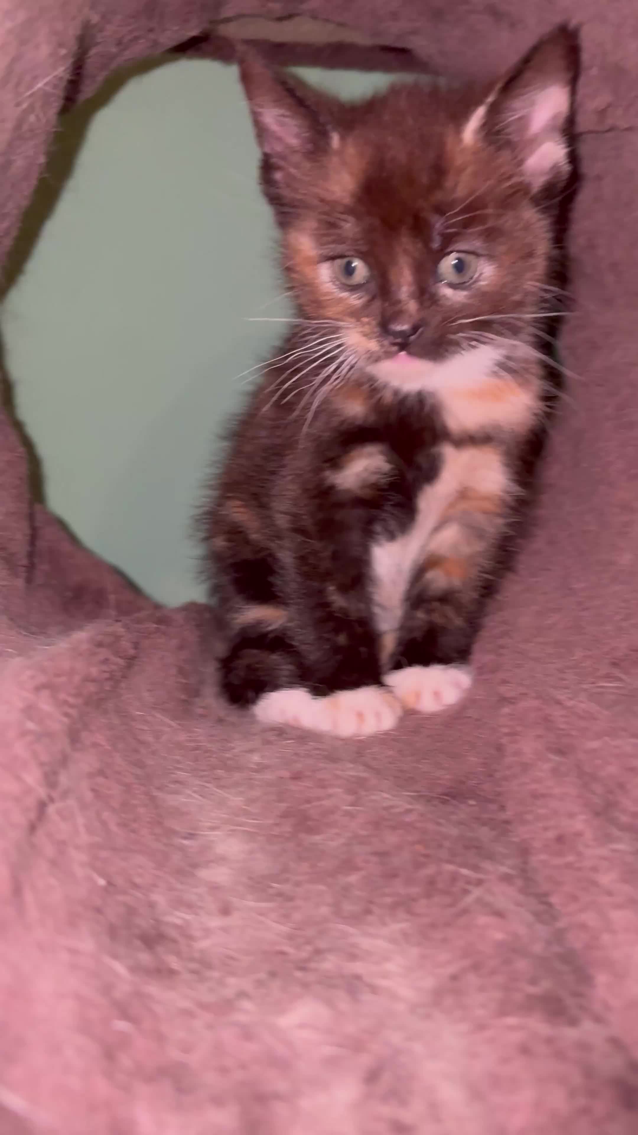 Mixed Breed cats for sale: 3 Stunning Kittens Ready to Go! - Video 2