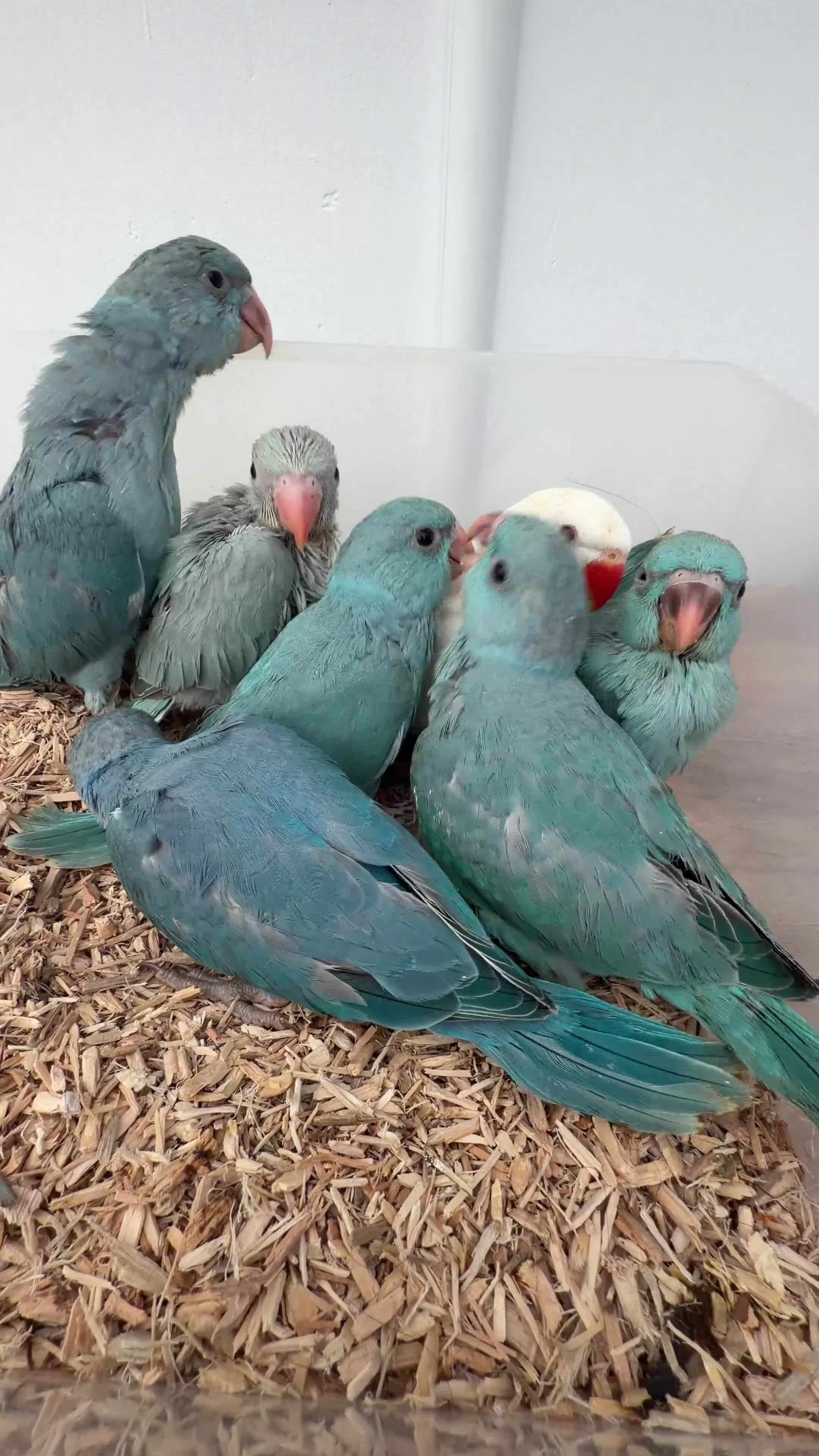 Ringnecks birds for sale: Beautiful Hand-Reared Baby Indian Ringnecks  - Video 1