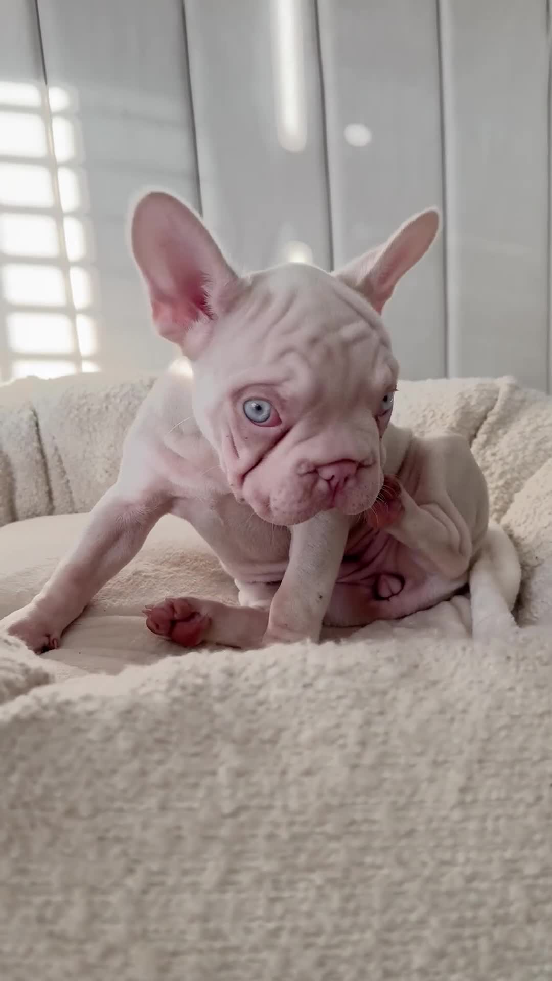 French Bulldog dogs for sale: 🌸 pink French bulldogs🌸  - Video 1