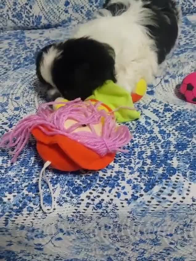 Cavalier King Charles Spaniel dogs for sale: Puppy  in Coventry - Video 1