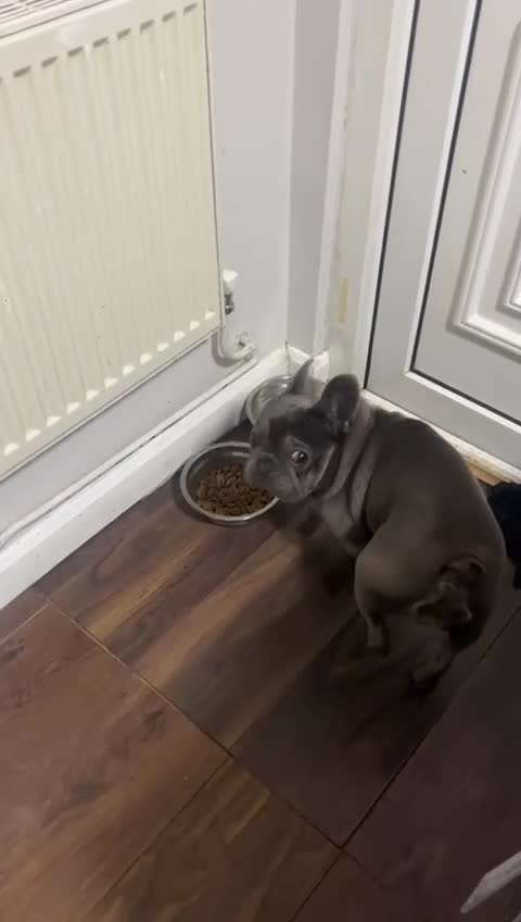 French Bulldog dogs for sale: French BullDog in Coventry - Video 1