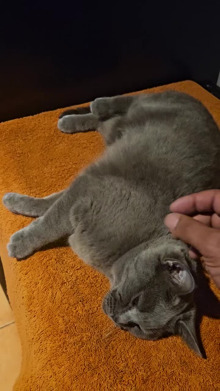 British Shorthair cats for sale: Female British Shorthair in Dudley - Video 2