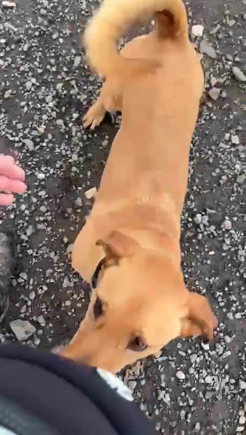 Mixed Breed dogs for adoption: Stevie 💙 - Video 1