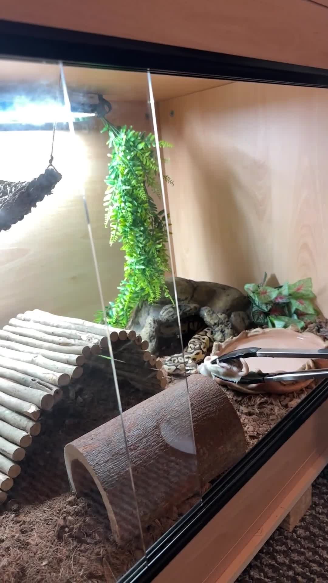 Python Snake reptiles for sale: Royal ball python + cage included  - Video 2