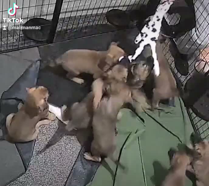 Belgian Shepherd Dog dogs for sale: 3 boys looking for forever homes - Video 2