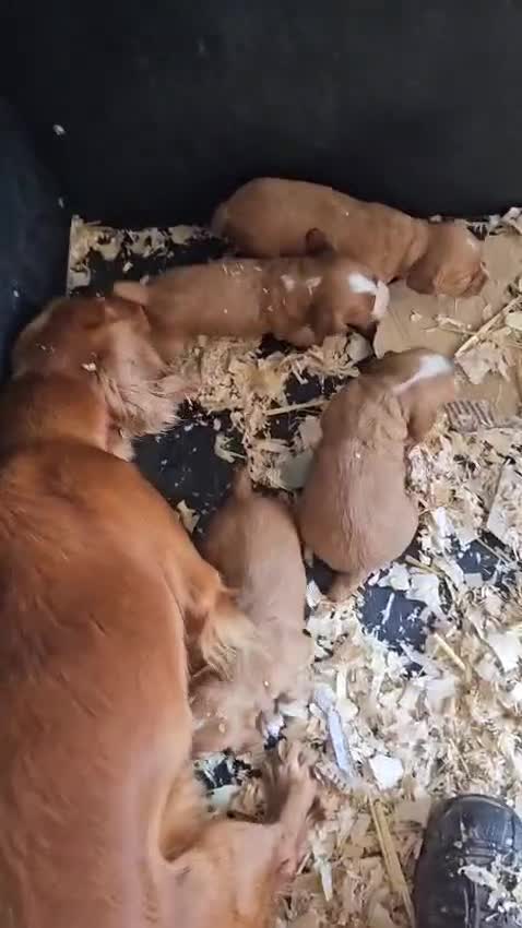 Cocker Spaniel dogs for sale: Beautiful Red Cocker Spaniels - Video 1
