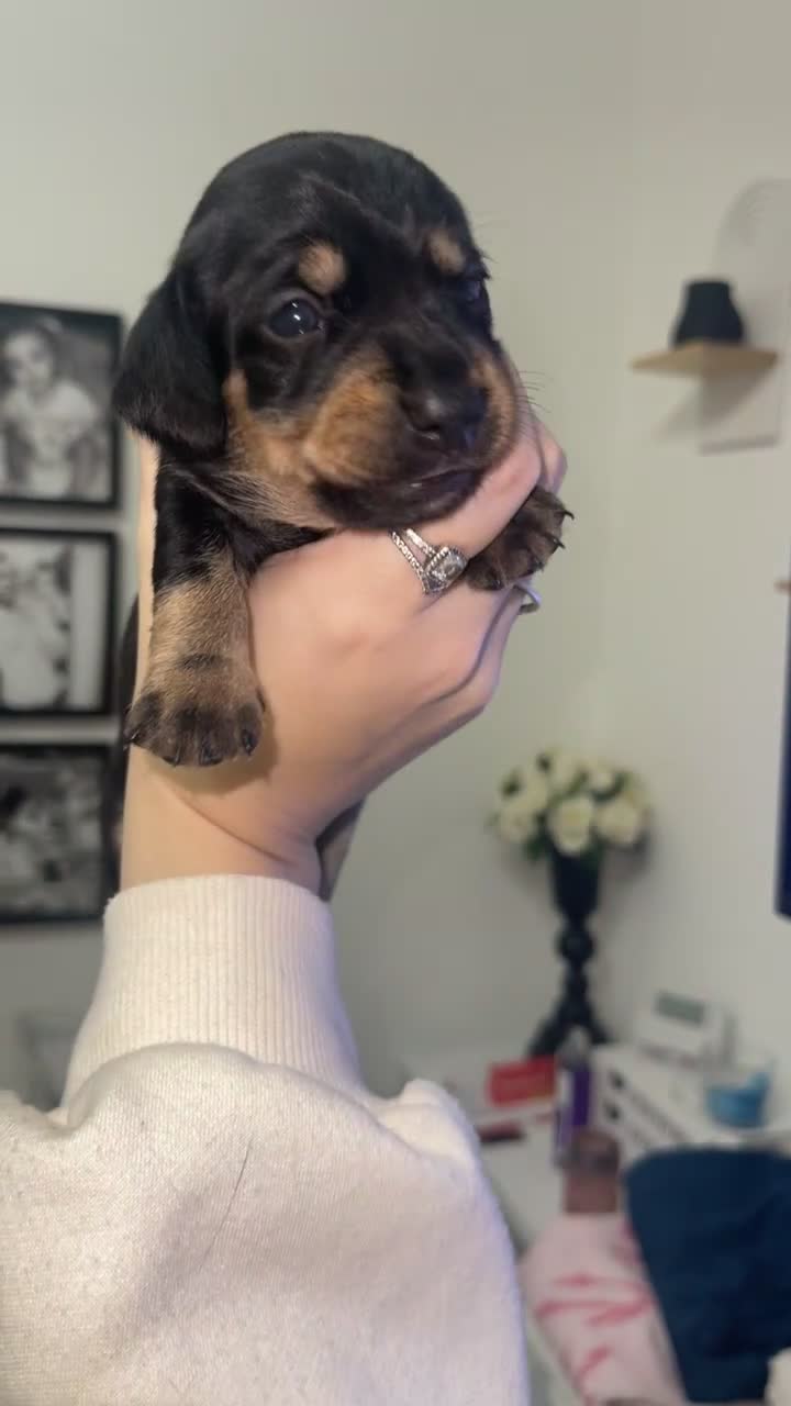 Mixed Breed dogs for sale: Dachshund pups  - Video 3