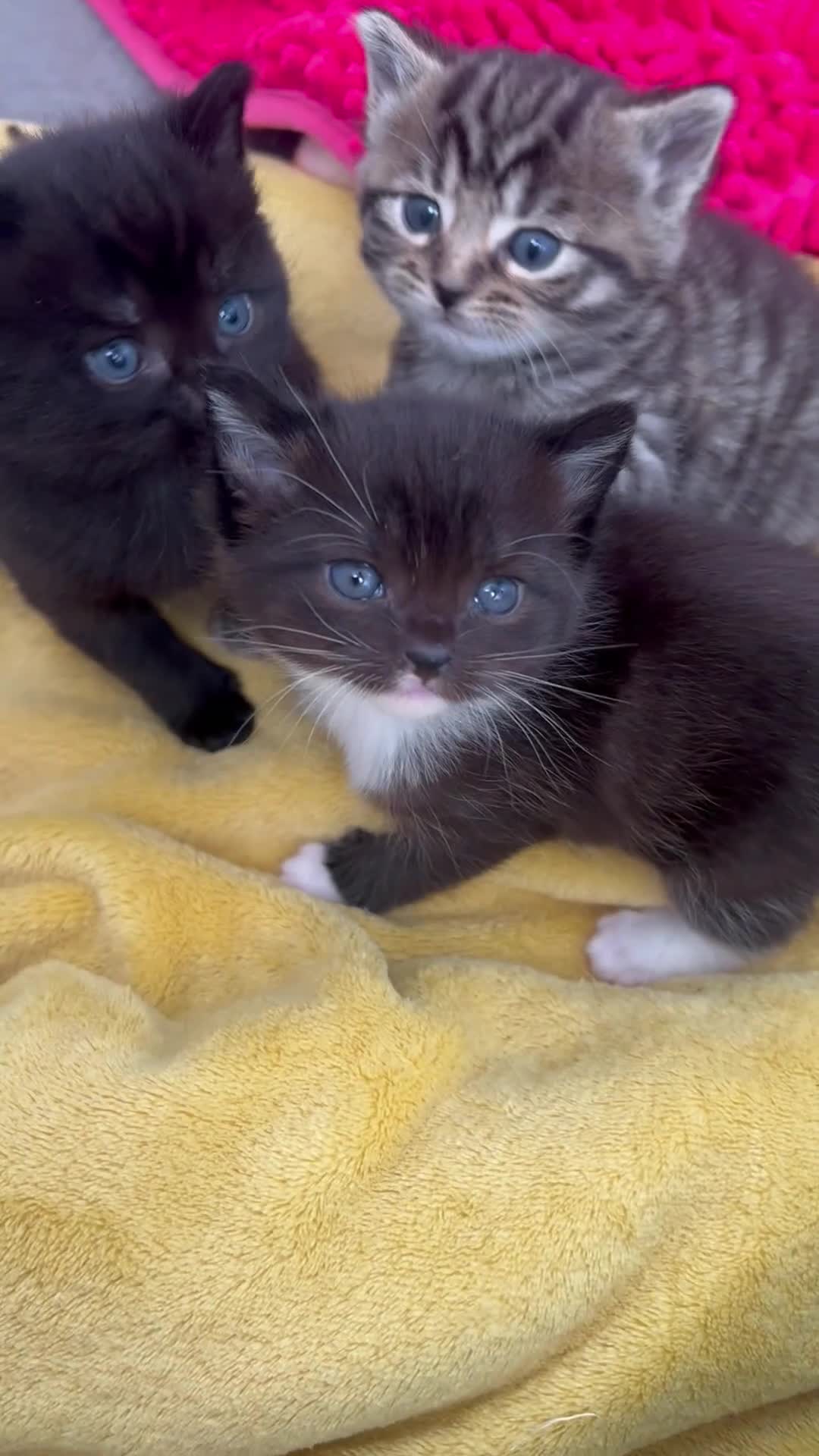 Mixed Breed cats for sale: ALL 4 KITTENS ARE NOW IN THEIR FOREVER HOMES ❤️ - Video 2