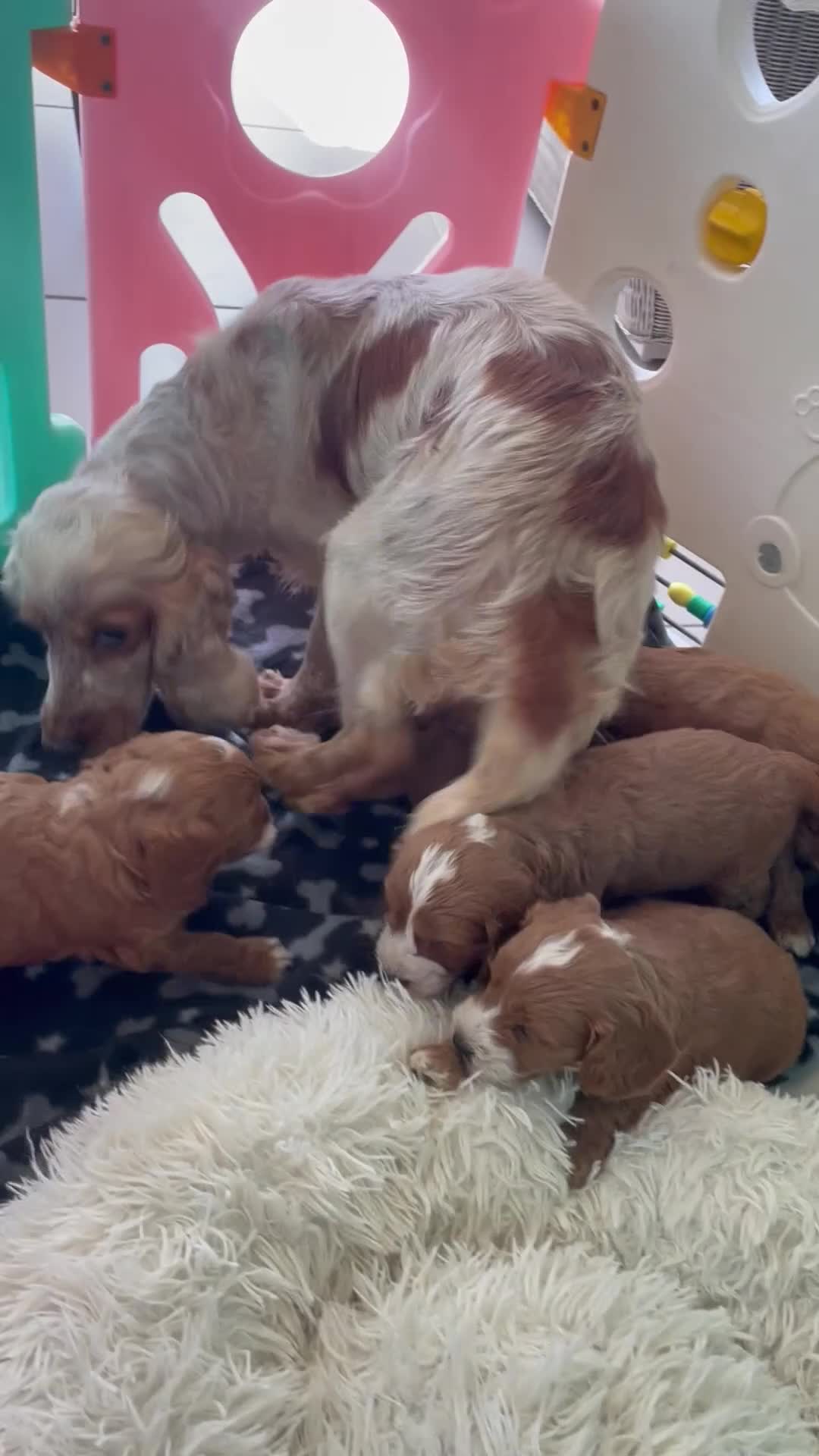 Cockapoo dogs for sale: F1 MINIATURE  SHOW-LINE COCKAPOO PUPPIES  - Video 1