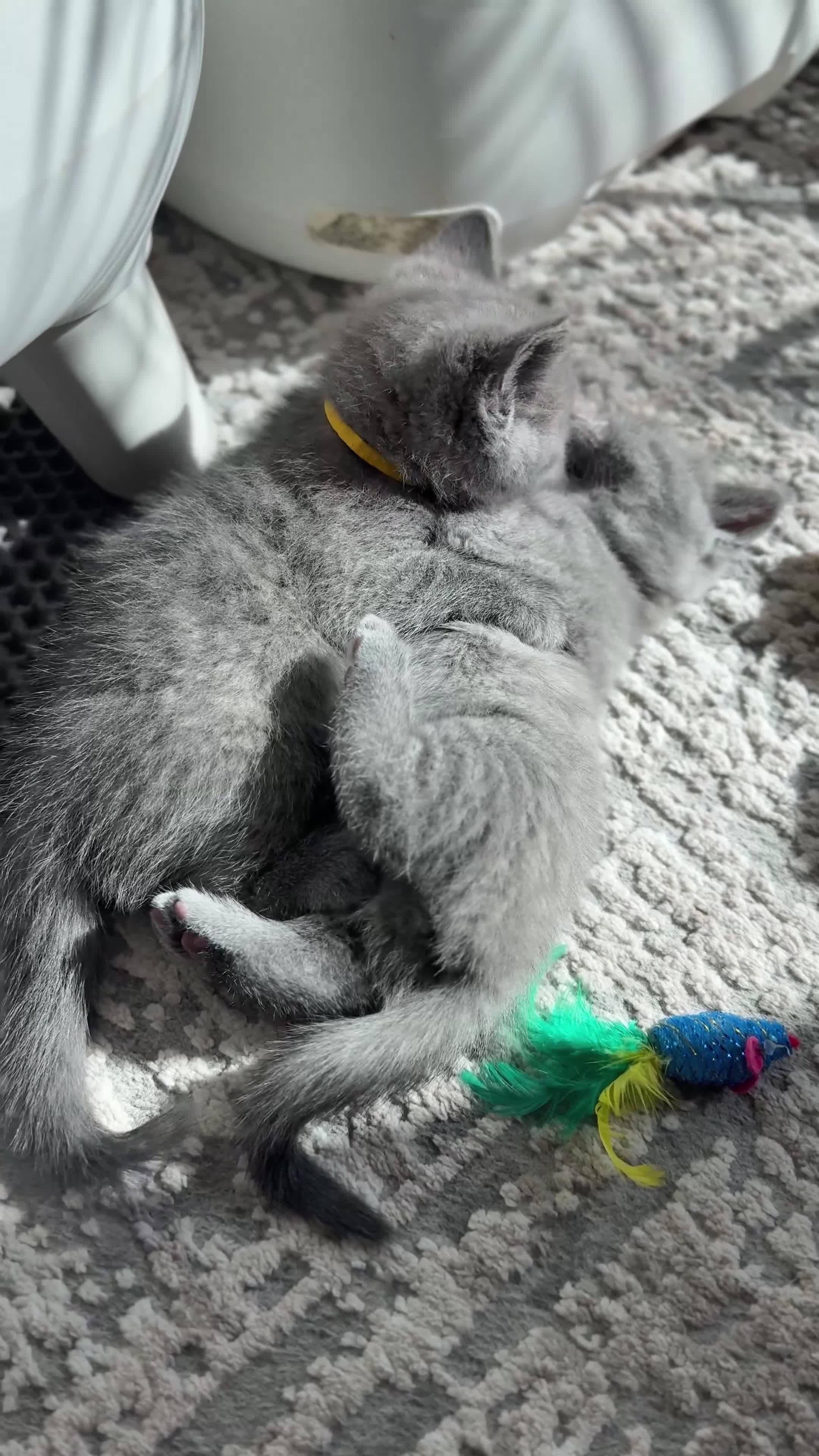 British Shorthair cats for sale: Beautiful British Shorthair Kittens 🐾 - Video 2