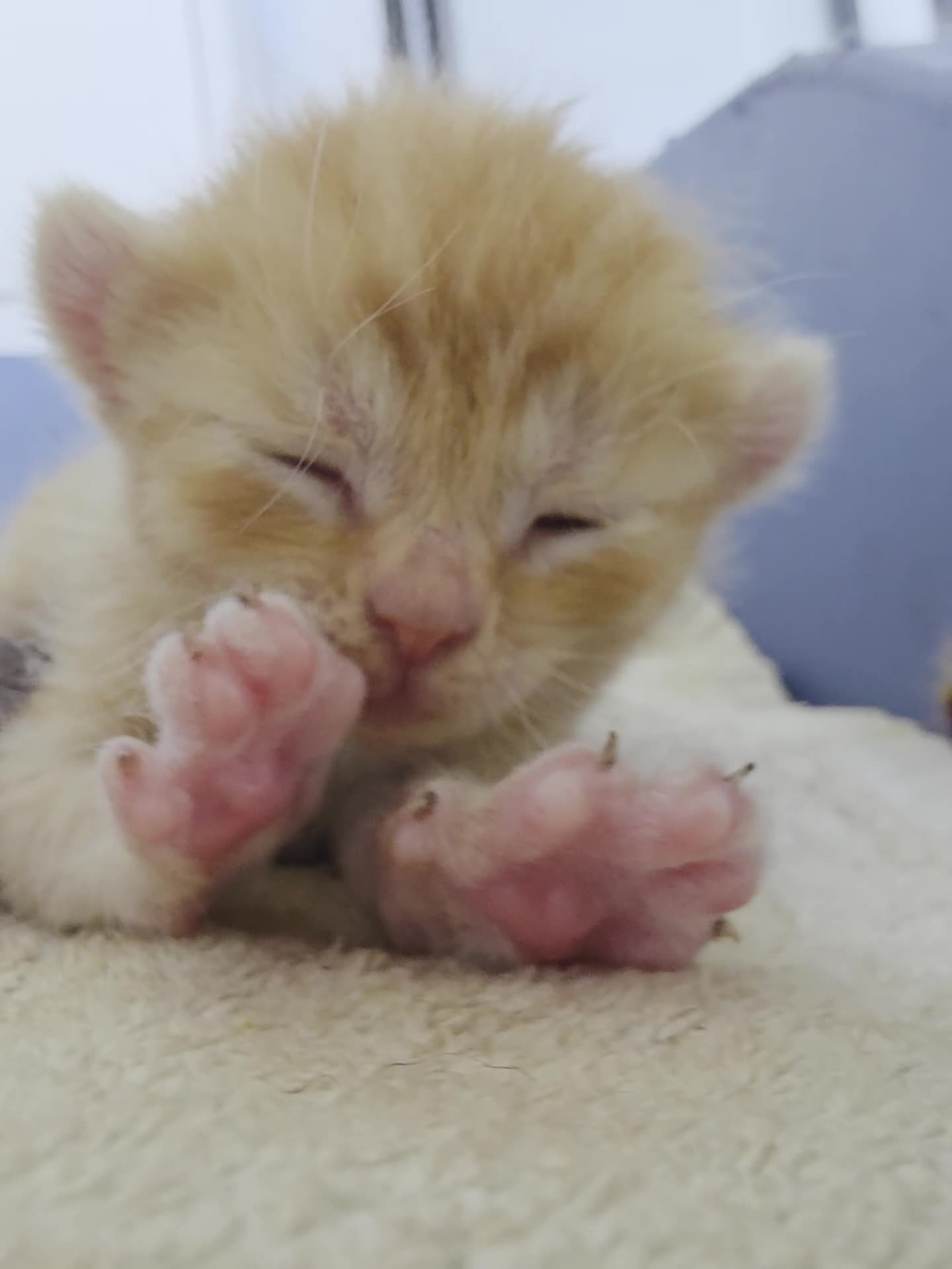 Sphynx cats for sale: Ginger Male Kitten Sphynx x Devon Rex Elf Mix in Hartlepool - Video 1