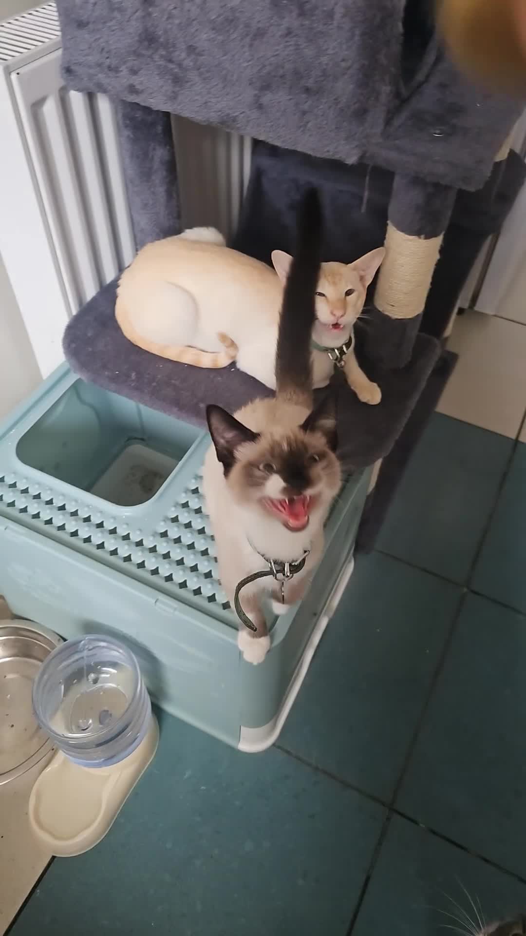 Mixed Breed cats for sale: Snowshoe Kitten Looking For His Forever Home - Video 1