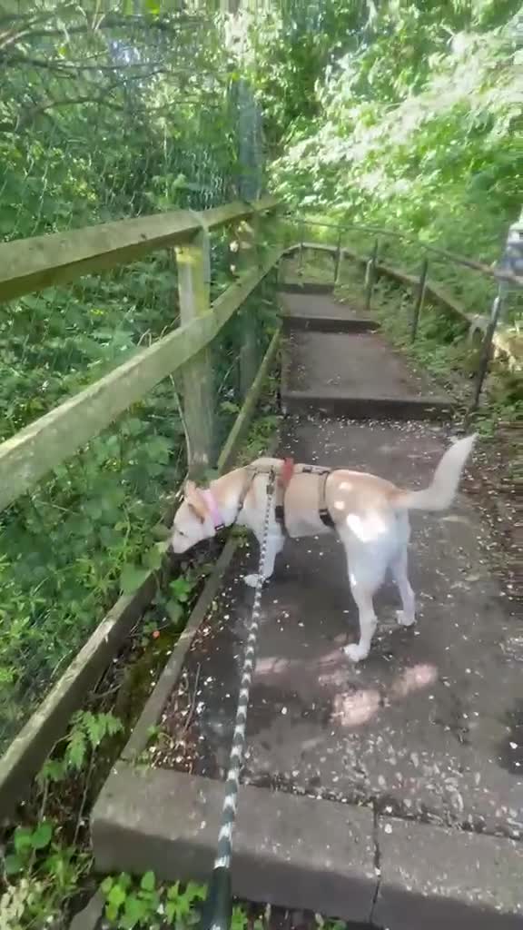 Mixed Breed dogs for adoption: PANDORA – A Beautiful Soul for a Loving Home in Wisbech - Video 1