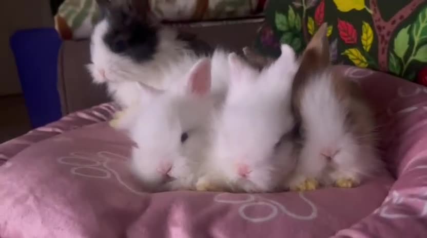 Lionhead rabbits for sale: Double-Maned Lionhead’s for sale 🐰❤️ - Video 4