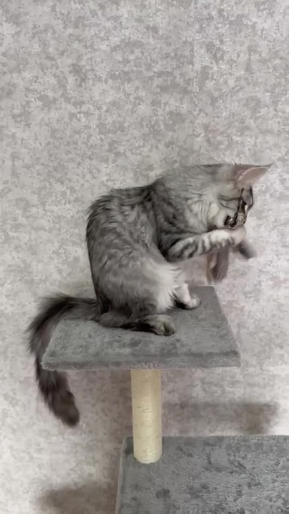 Maine Coon cats for sale: Stunning Purebred TICA Reg Maine Coon Kittens in London - Video 3
