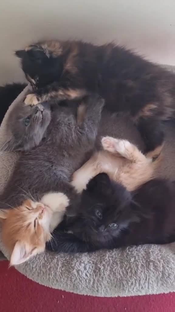 Mixed Breed cats for sale: 5 sweet and cute mixed breed n british short hair  - Video 1