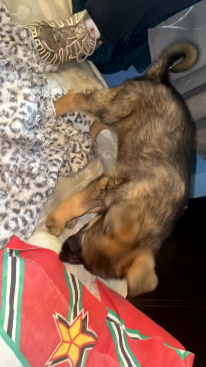 German Shepherd dogs for sale: Female German shepherds  - Video 4