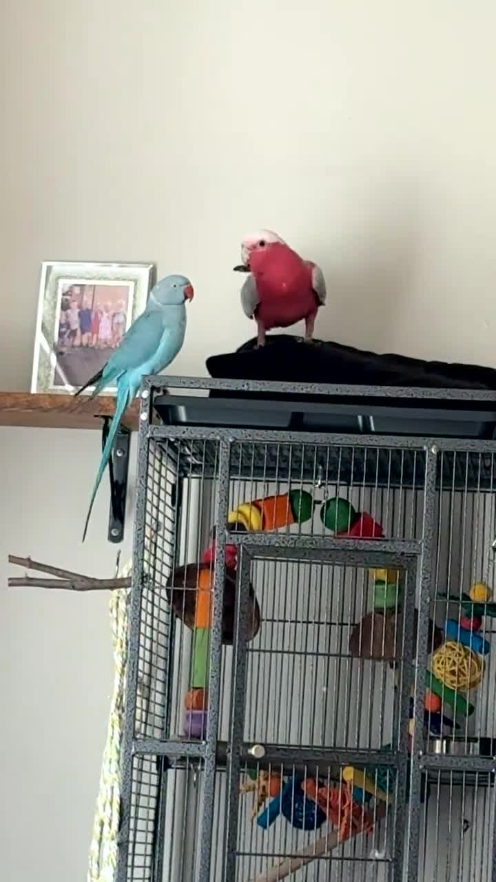 Cockatoo birds for sale: Beautiful happy boy  - Video 1